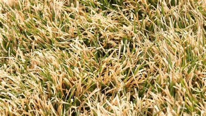 Does Korean grass go dormant?