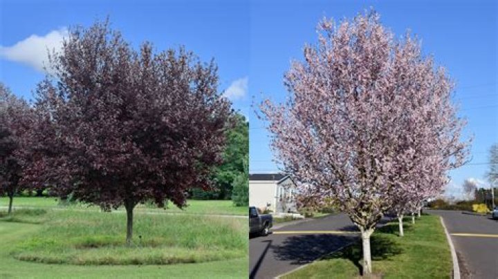 Does Krauter Vesuvius produce plums?