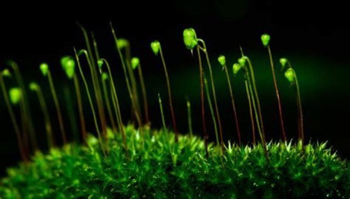 Does moss grow roots?