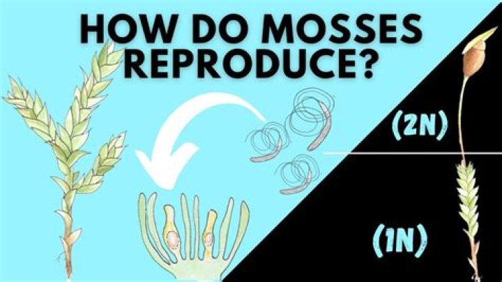 Does moss have no true roots?