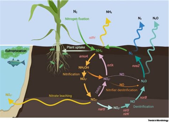 Does nitrogen make grass green?