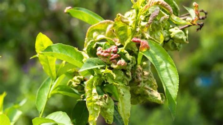 Does peach leaf curl affect other plants?