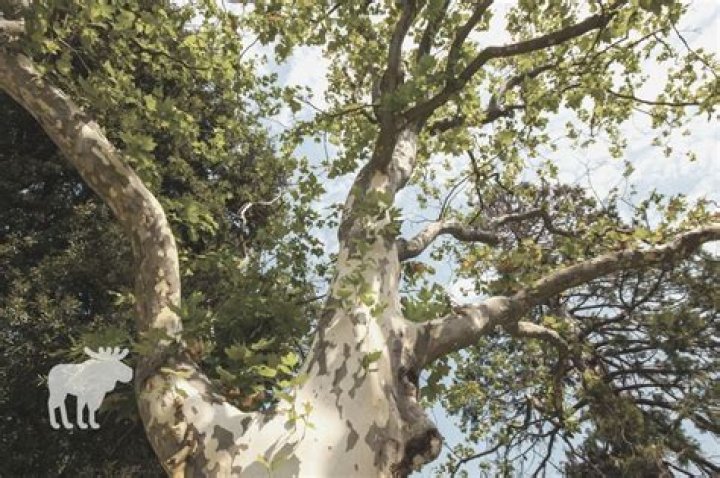 Does peeling bark mean a tree is dying?