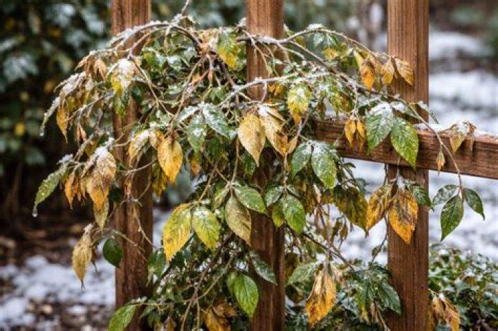 Does pink jasmine die back in winter?