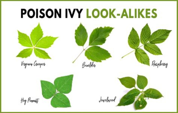 Does poison ivy only have 3 leaves?