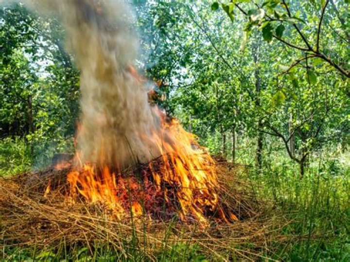 Does poop burn in a fire?
