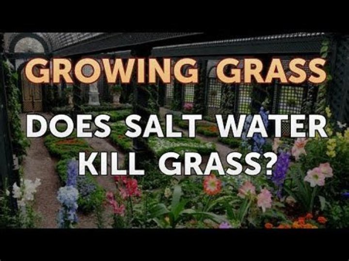 Does salt Kill grass winter?