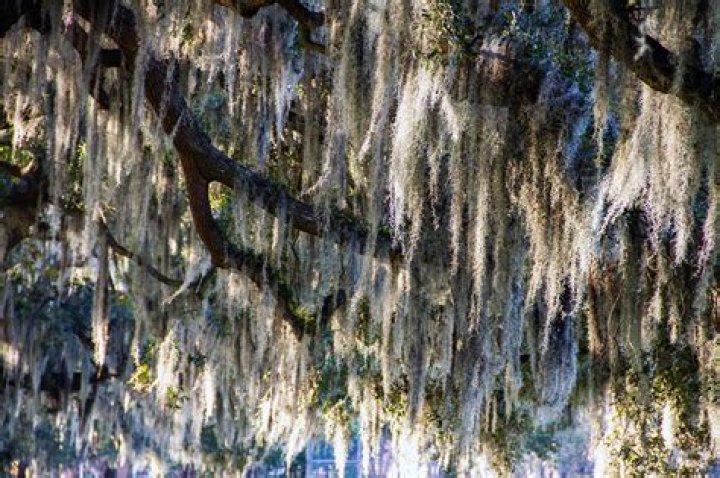 Does Spanish moss grow on the north side of trees?