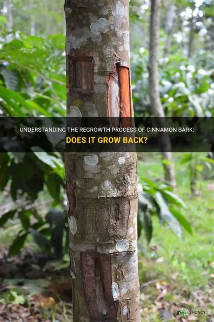 Does stripped tree bark grow back?