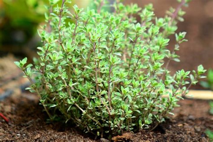 Does thyme grow well in California?
