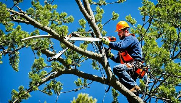 Does trimming a tree slow root growth?