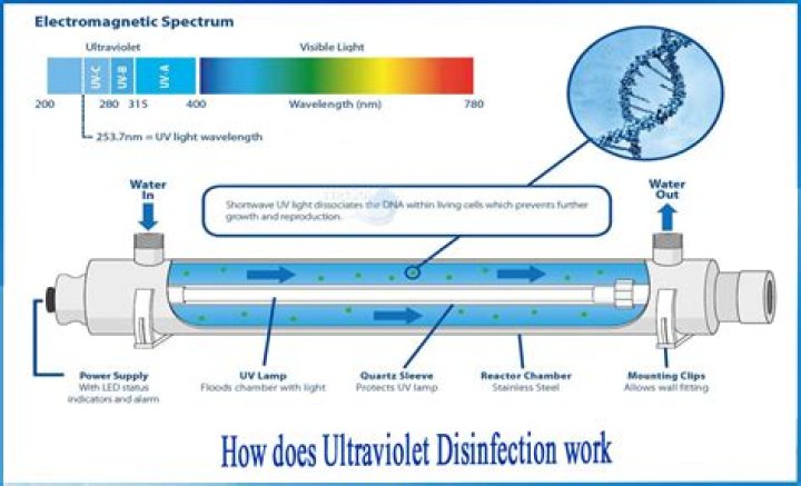 Does UV light help bacteria grow?