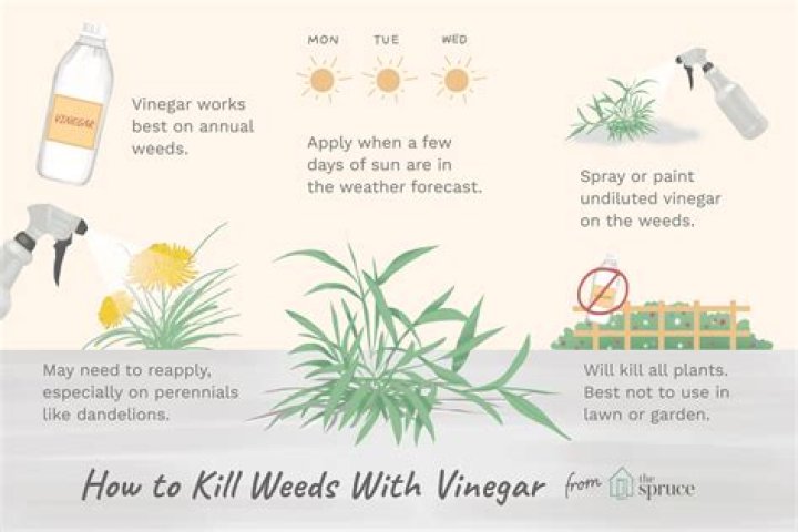 Does vinegar kill lawn weeds?