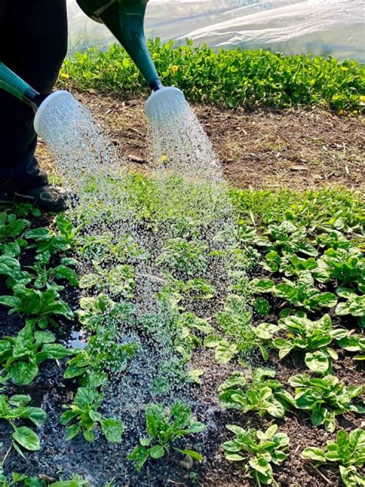Does watering brown grass come back?