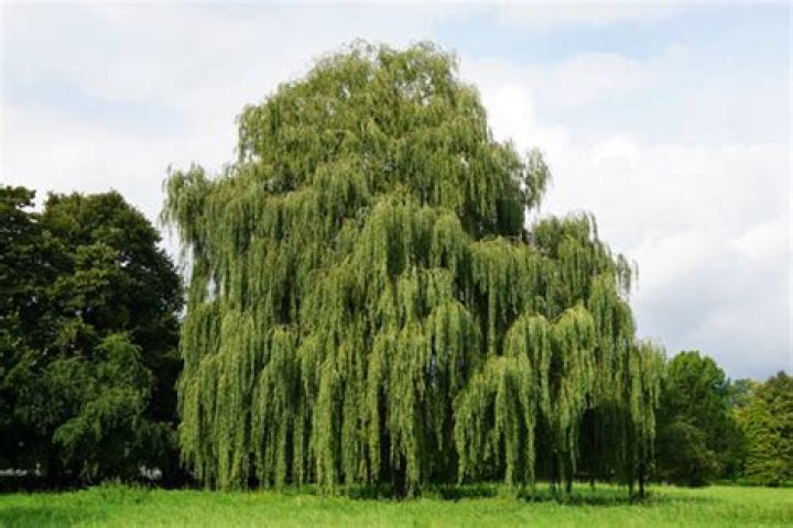 Does weeping willow have salicylic acid?