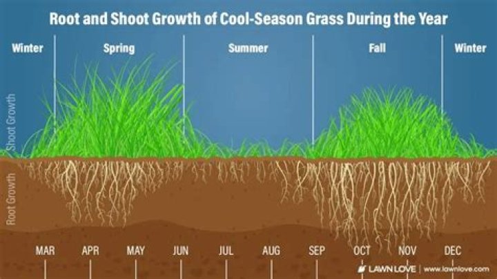 Does wind affect grass growth?