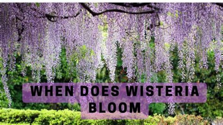 Does wisteria attach itself?