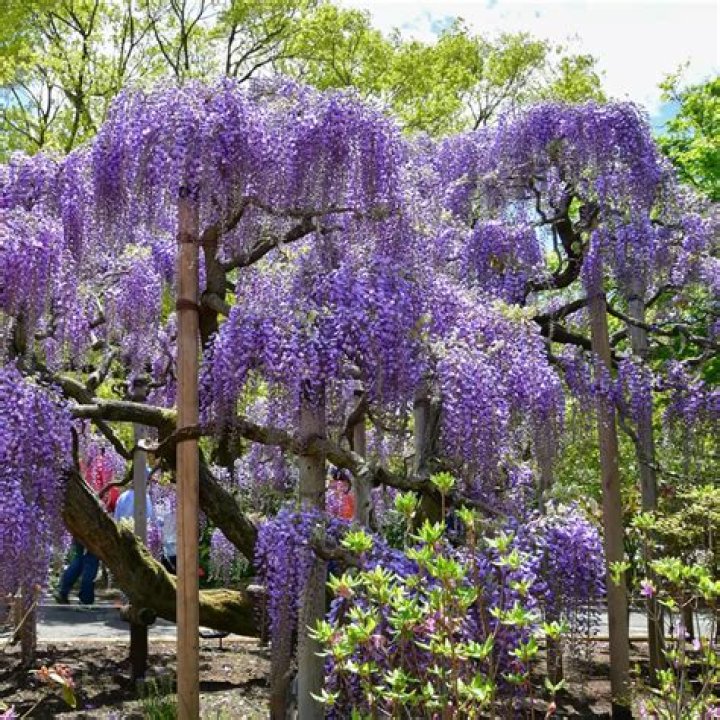 Does wisteria grow on old wood?