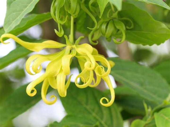 Does Ylang-Ylang need full sun?