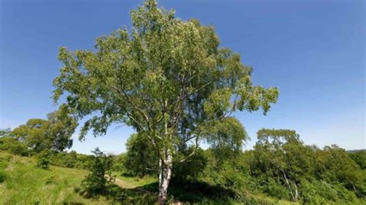 For what age is birch tree?