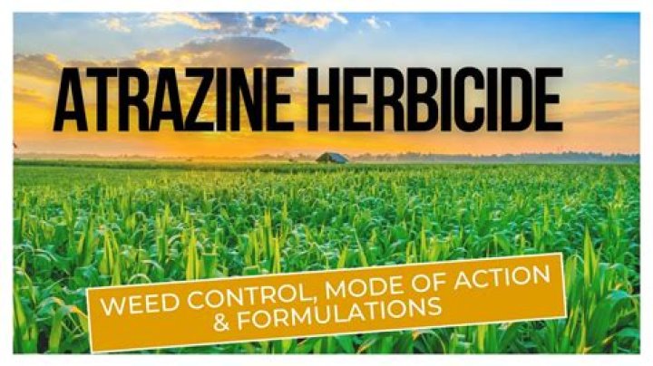 How are herbicides used to control cottonwood trees?