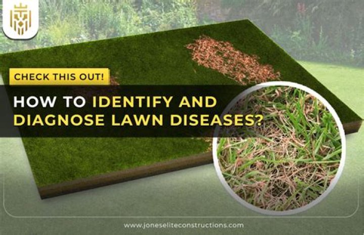 How are lawn problems diagnosed?