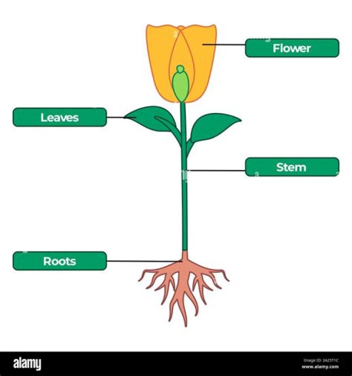 How are the leaves attached to a flower?