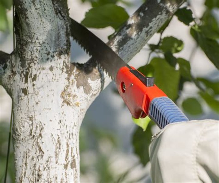 How are tree pruning techniques used in Calgary?