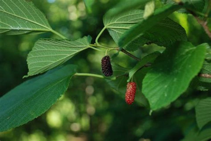 How big are mulberry tree leaves?