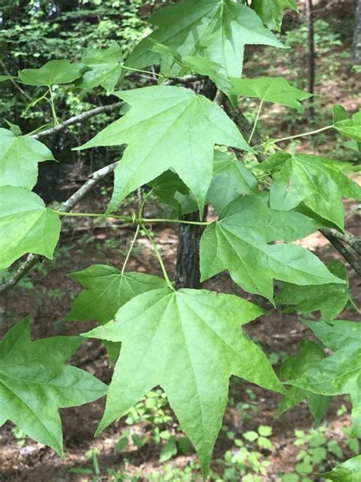How big are the leaves on a sweetgum tree?