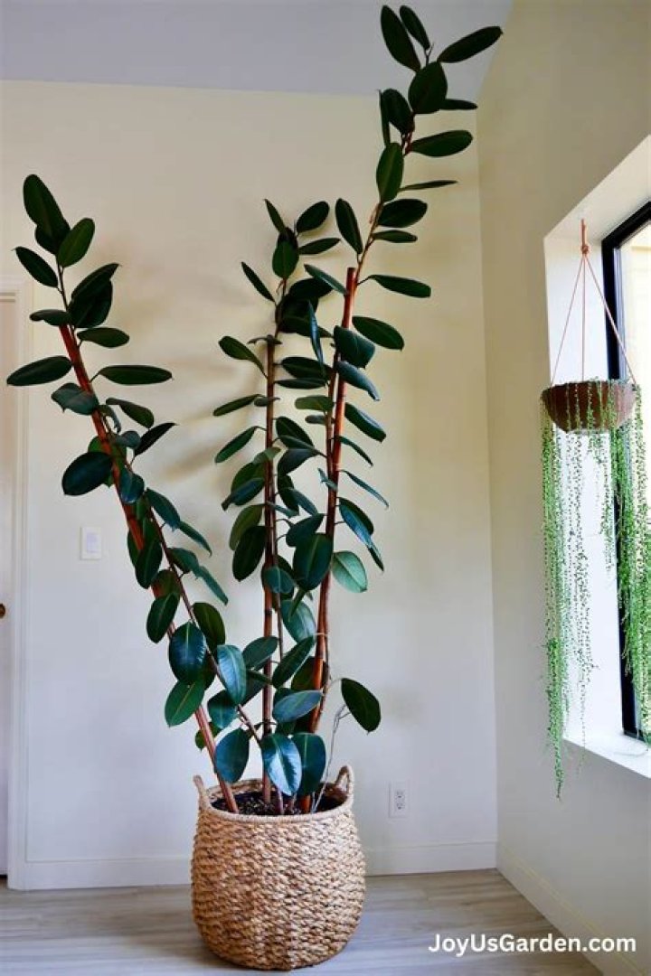 How big can a ficus tree get?