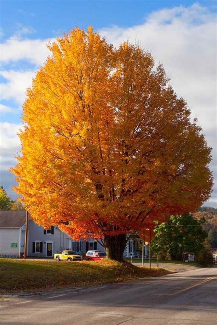 How big do autumn maples get?