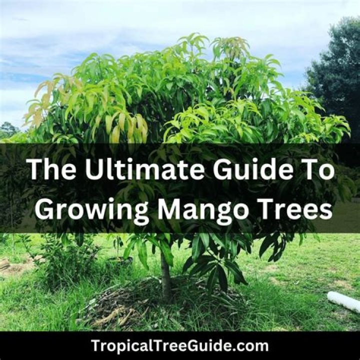 How big do Bowen mango trees get?
