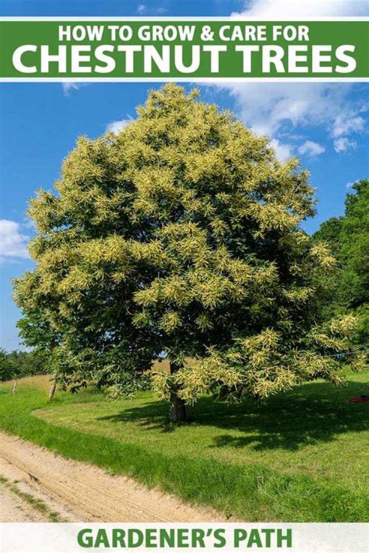 How big do Cape chestnut trees grow?