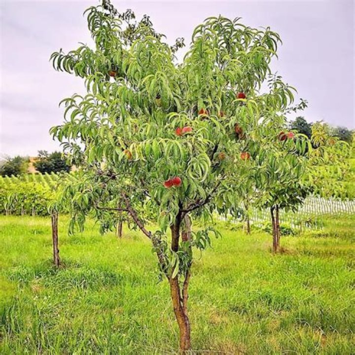 How big do contender peach trees get?