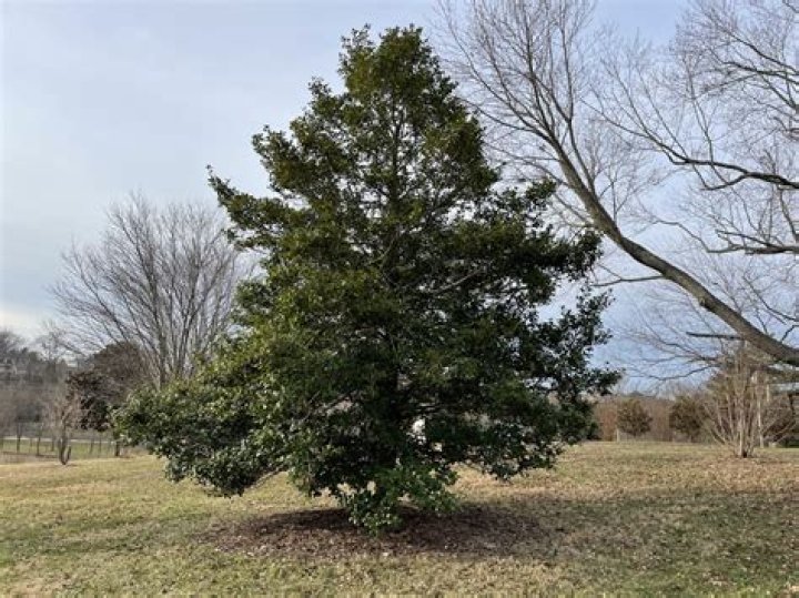 How big do holly trees get?