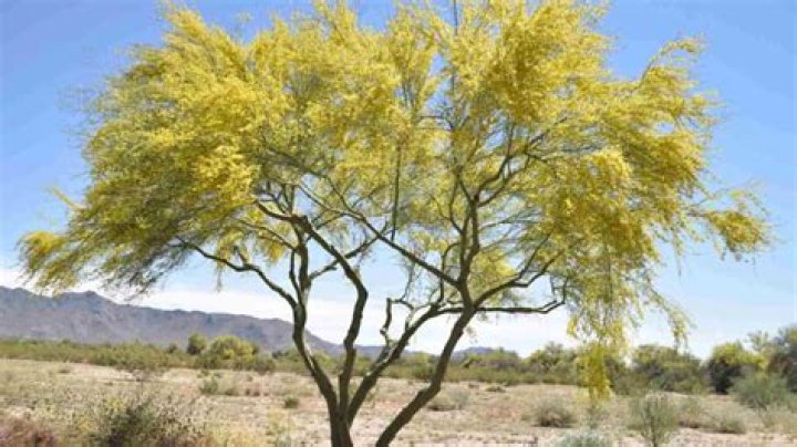 How big do palo verde trees get?
