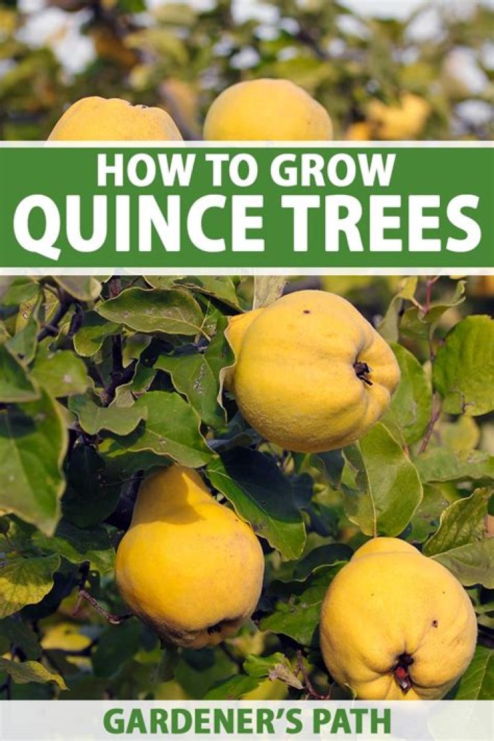 How big do quince trees get?