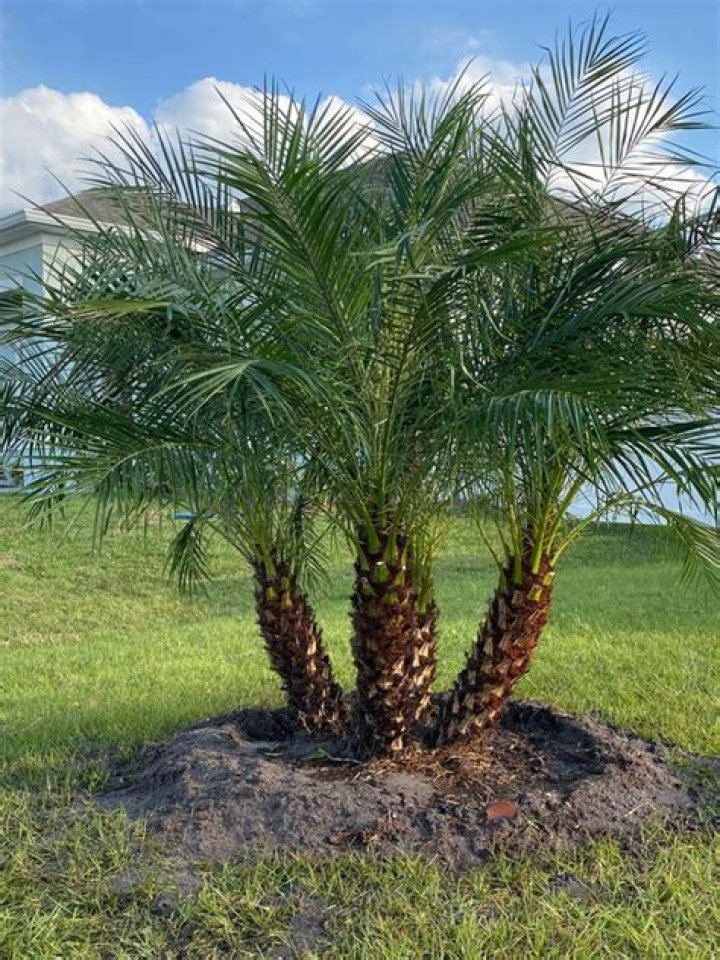 How big do Robellini palms get?