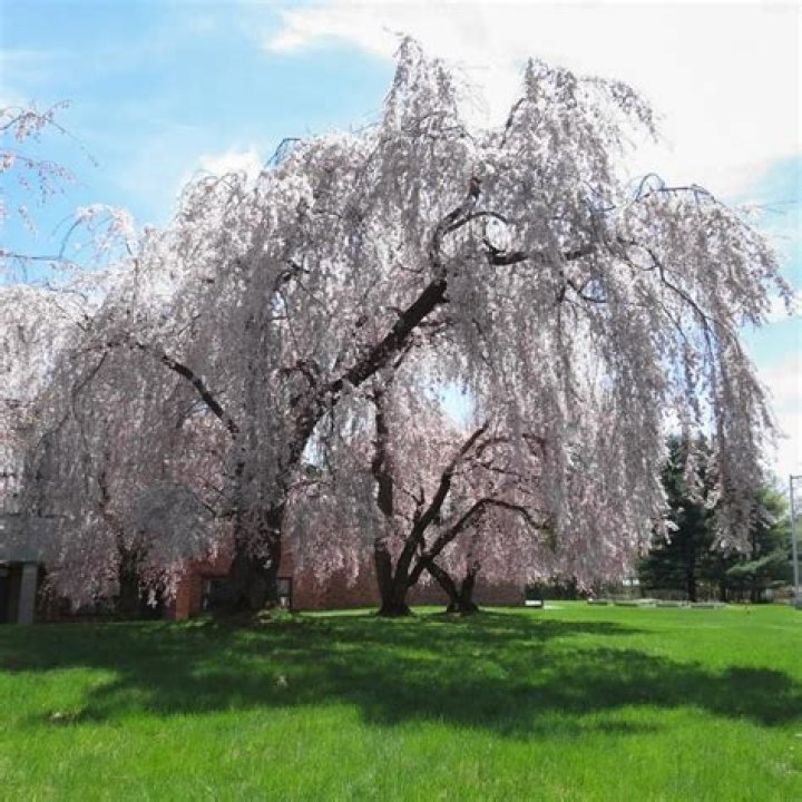 How big do Yoshino weeping cherry trees get?