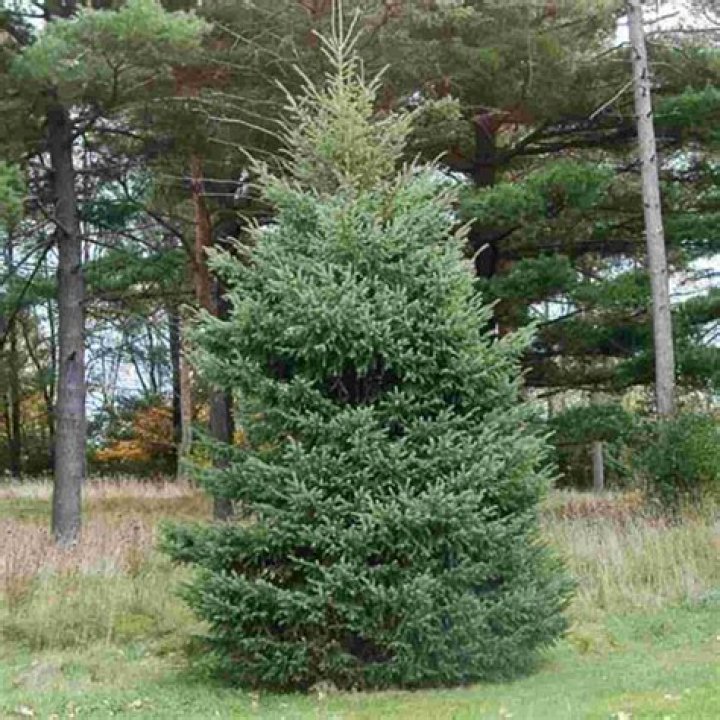 How big does a Black Hills spruce get?