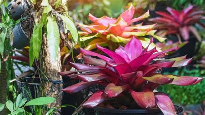 How big does a bromeliad plant get?