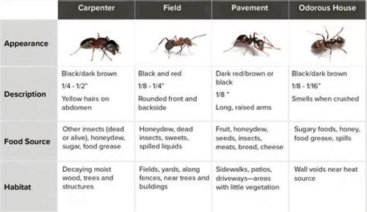 How big does a carpenter ant colony get?