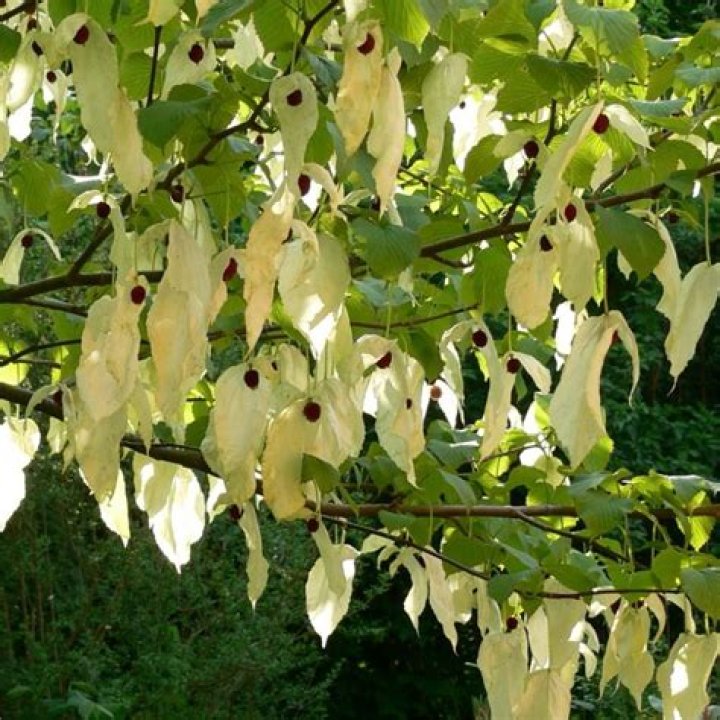 How big does a Davidia involucrata tree get?