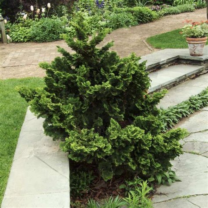 How big does a dwarf Hinoki cypress get?