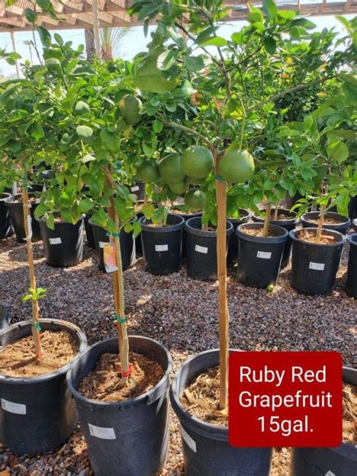 How big does a dwarf ruby red grapefruit tree get?