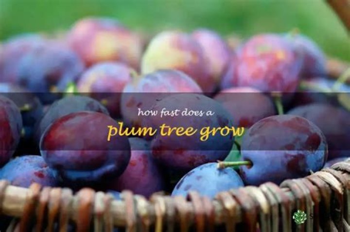 How big does a flowering plum tree get?