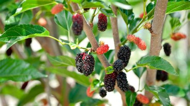 How big does a fruitless mulberry tree grow?