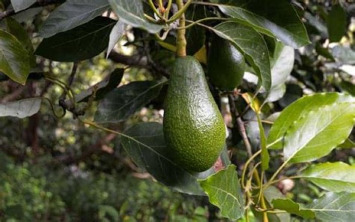 How big does a Fuerte avocado tree get?