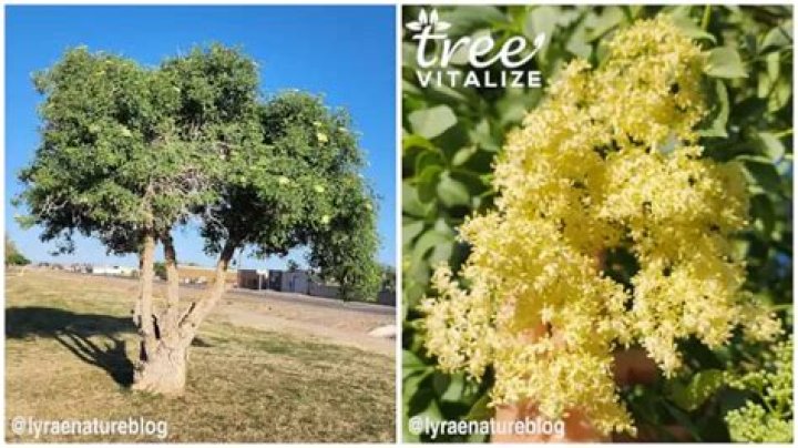 How big does a Mexican elder tree get?